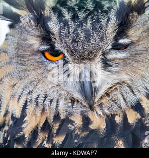 Spotted Eagle Owl. Bubo africanus (Strigidae) Banque D'Images