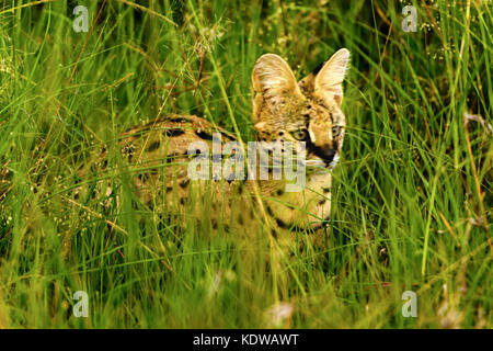 Beau serval chat sauvage, masai Mara Banque D'Images