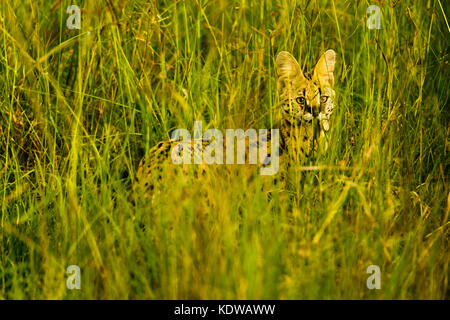 Beau serval chat sauvage, masai Mara Banque D'Images