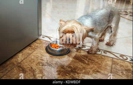 Chien yorkshire terrier de manger un bol de gros plan intérieur Banque D'Images