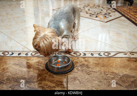 Chien yorkshire terrier de manger un bol de gros plan intérieur Banque D'Images