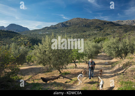 Homme marchant ses chiens dans parmi les oliviers près de Periana, Axarquia, la province de Malaga, Andalousie, Espagne Banque D'Images