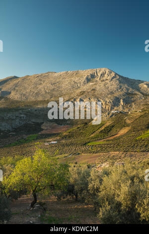 Oliviers sur les pentes de la Sierra de Tejeda, Axarquia, la province de Malaga, Andalousie, Espagne Banque D'Images