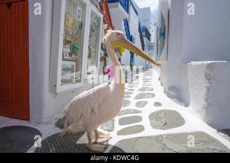 Pelican petro, grand pélican blanc (Pelecanus onocrotalus) Marche à un alley avec boutiques de souvenirs, Mykonos-ville, Mykonos, Cyclades, Mer Égée, Grèce Banque D'Images