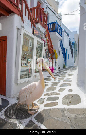 Pelican petro, grand pélican blanc (Pelecanus onocrotalus) Marche à un alley avec boutiques de souvenirs, Mykonos-ville, Mykonos, Cyclades, Mer Égée, Grèce Banque D'Images