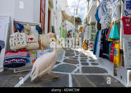 Pelican petro, grand pélican blanc (Pelecanus onocrotalus) Marche à un alley avec boutiques de souvenirs, Mykonos-ville, Mykonos, Cyclades, Mer Égée, Grèce Banque D'Images