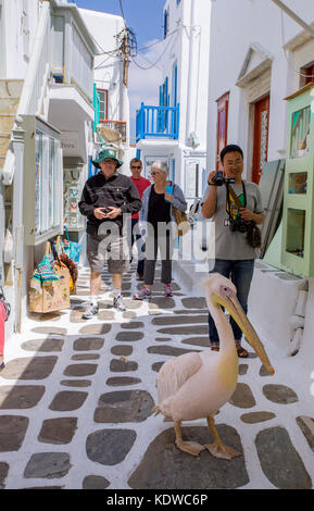 Pelican petro, grand pélican blanc (Pelecanus onocrotalus) Marche à un alley avec boutiques de souvenirs, Mykonos-ville, Mykonos, Cyclades, Mer Égée, Grèce Banque D'Images