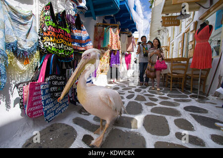 Pelican petro, grand pélican blanc (Pelecanus onocrotalus) Marche à un alley avec boutiques de souvenirs, Mykonos-ville, Mykonos, Cyclades, Mer Égée, Grèce Banque D'Images