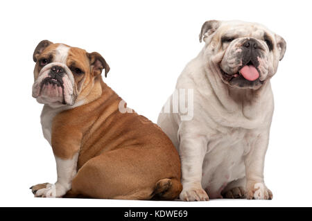 Bulldogs anglais, 2 ans et 7 mois, in front of white background Banque D'Images