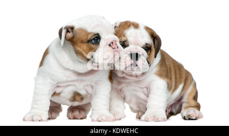 Chiot bouledogue anglais in front of white background Banque D'Images