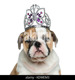 Chiot bouledogue anglais portant un diadème in front of white background Banque D'Images