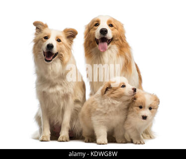 Border Collie famille, père, mère et les chiots, in front of white background Banque D'Images