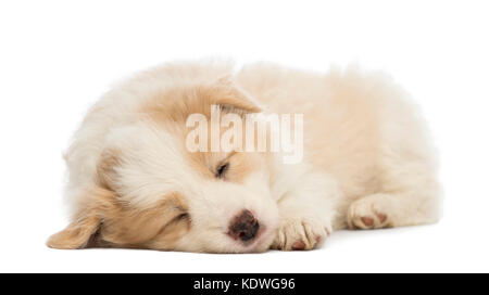 Border Collie puppy, 6 semaines, le mensonge et la sleeping in front of white background Banque D'Images