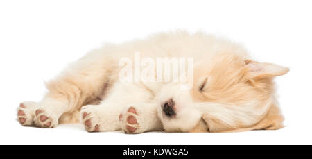 Border Collie puppy, 6 semaines, le mensonge et la sleeping in front of white background Banque D'Images