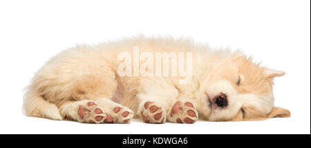 Border Collie puppy, 6 semaines, le mensonge et la sleeping in front of white background Banque D'Images