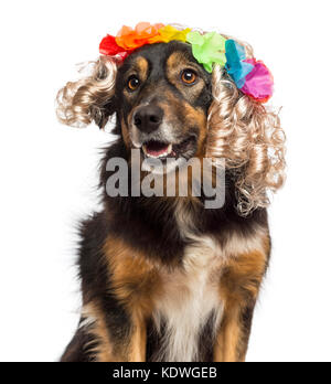 Close-up of Border Collie portant une perruque blonde avec la couronne de fleurs, isolated on white Banque D'Images