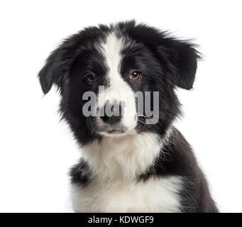 Portrait d'un Border Collie chiot (4 mois) Banque D'Images