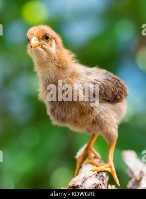 Baby Chicken en exploitation avicole. mignon petit poussin nouveau-né brown sur fond vert. d'oiseaux nouvellement éclos sur une ferme de poulet - plein air portrait. Banque D'Images