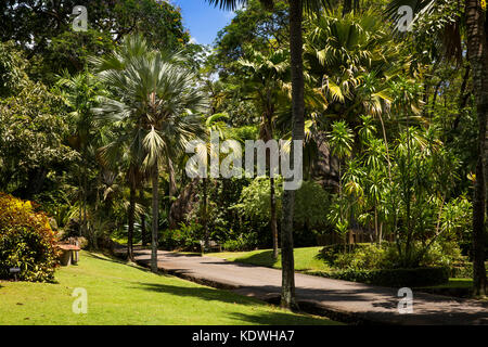 Les Seychelles, Mahe, jardins botaniques, palmiers le long d'entraînement principal Banque D'Images