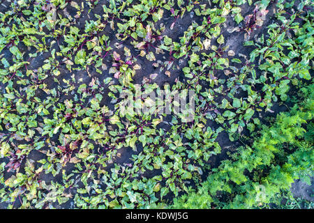 Les plants de betteraves et carottes dans un champ en région de Koursk (Russie Banque D'Images