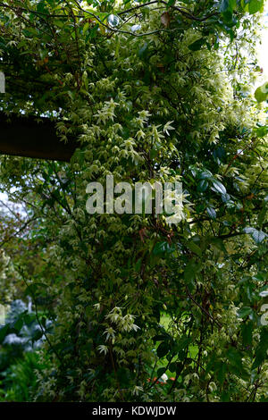 Clematis armandii snowdrift, Evergreen, grimpeur, alpiniste, l'hiver, la floraison, blanc, fleur, fleurs, fleurs RM Banque D'Images