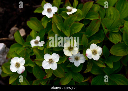 Cornus canadensis, cornouiller, rampante, blanche fleur, fleur, fleur, Canadian Dwarf Cornel, le cornouiller du Canada, Craccurberry, printemps, fleurs, Floral RM Banque D'Images