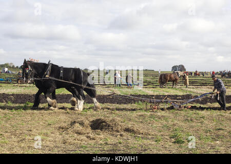 Shire Horse dans le faisceau de labourer les champs Banque D'Images