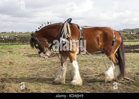 Shire Horse dans le faisceau de labourer les champs Banque D'Images
