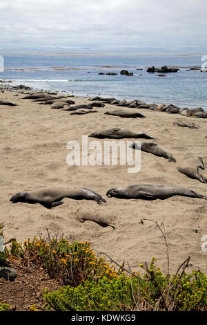 Piedras Blancas, éléphants de mer, San Simeon, San Luis Obispo County, Californie, USA Banque D'Images