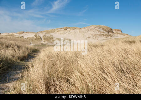 Holmsland klit près de dunes sur la route 181 et fjord ringkobing - le Danemark, l'Europe. Banque D'Images