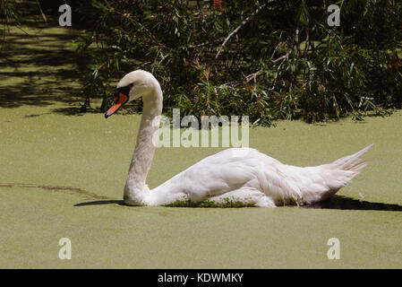 Cygne blanc natation dans les algues couverts swamp Banque D'Images