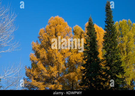 Les arbres d'automne avec les feuilles mortes sur le fond bleu du ciel. différents tons de l'automne Banque D'Images