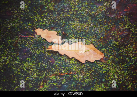 La texture des feuilles tombées. automne feuilles de chêne et de la mousse dans l'eau. Banque D'Images