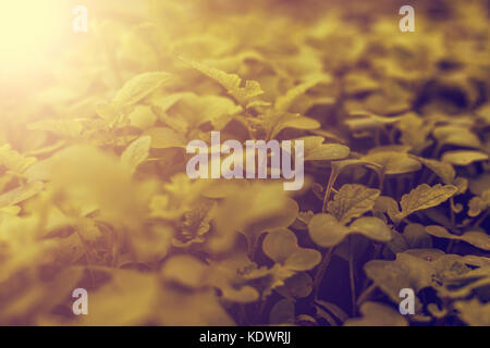 Les jeunes pousses vert feuilles de moutarde dans le potager comme background. Banque D'Images