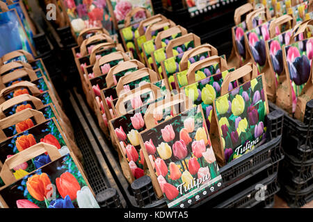 Bulbes en vente à Amsterdam's Studio Rose Banque D'Images