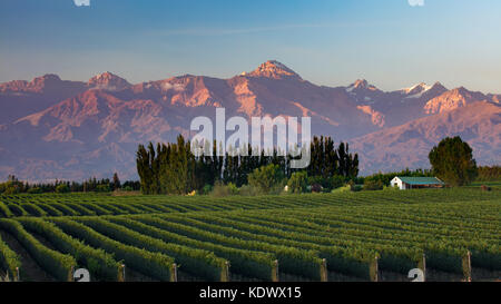 Les Andes des vignobles de la vallée de Uco nr Tupungato, Province de Mendoza, Argentine Banque D'Images