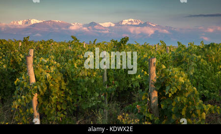 La première lumière sur les Andes des vignobles de la vallée de Uco, dans la province de Mendoza, Argentine Banque D'Images