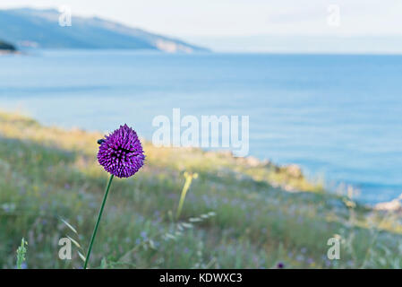 Un plan macro de fleur pourpre Banque D'Images