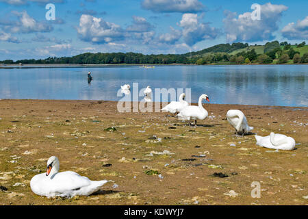 BLAGDON LAKE SOMERSET ANGLETERRE PÊCHEURS DE TRUITE PÊCHE EN BATEAUX ET DE PATAUGER DANS LE LAC AUX CYGNES REPOSANT SUR LA BANQUE Banque D'Images