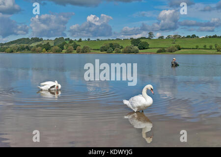 BLAGDON LAKE SOMERSET ANGLETERRE PÊCHEURS DE TRUITE PÊCHE EN BATEAUX ET DE PATAUGER DANS LE LAC AVEC DEUX CYGNES SE REPOSANT SUR LA BANQUE Banque D'Images