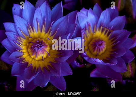 Belles fleurs de lotus bleu dans le centre du Sri Lanka de Kandy Banque D'Images