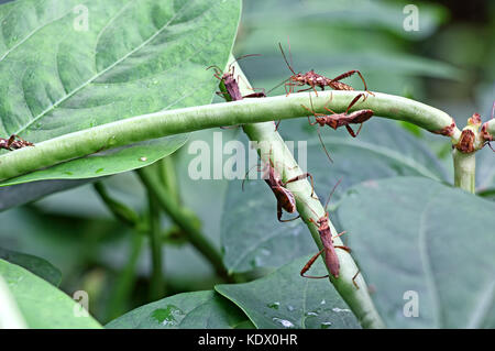 Gnat ravageurs, leptocorisa oratorius, qui attaquent les pois et paddy, perché sur le niébé et sucer le lait de graines de plus en plus, ce qui vide les céréales. Banque D'Images