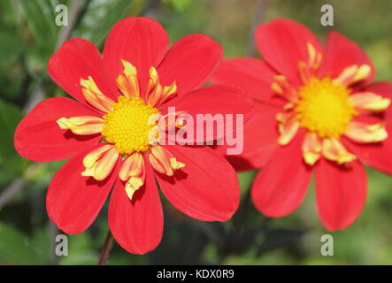 Dahlia 'Ann Breckenfelder', un type de collerette dahlia, en pleine floraison dans un jardin anglais border à la fin de l'été Banque D'Images