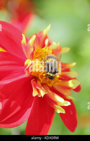 Dahlia 'Ann Breckenfelder', un type de collerette dahlia, en pleine floraison dans un jardin anglais border à la fin de l'été Banque D'Images