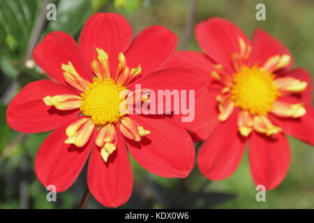 Dahlia 'Ann Breckenfelder', un type de collerette dahlia, en pleine floraison dans un jardin anglais border à la fin de l'été Banque D'Images