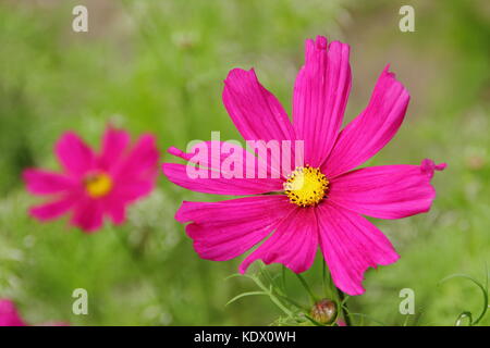 Cosmos bipinnatus 'Dazzler' en pleine floraison dans un jardin anglais border en été Banque D'Images