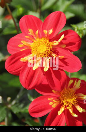 Dahlia 'Ann Breckenfelder', un type de collerette dahlia, en pleine floraison dans un jardin anglais border à la fin de l'été Banque D'Images