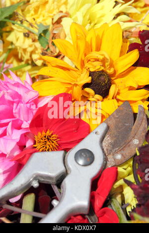 Vient buter des fleurs de dahlia, enlevé avec des sécateurs pour promouvoir la floraison continuelle dans un jardin anglais à la fin de l'été Banque D'Images