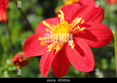 Dahlia 'Ann Breckenfelder', un type de collerette dahlia, en pleine floraison dans un jardin anglais border à la fin de l'été Banque D'Images