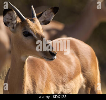 Portrait impala mâle juvénile, Kruger National Park, Afrique du Sud Banque D'Images